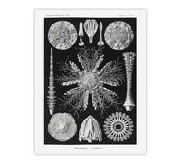 Artery8 Sea Urchin Ocean Beach Haeckel Botanical Wall Art Print Poster in Black | Size: W12" x H16" Artery8 Black W12" x H16"