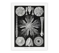 Artery8 Sea Urchin Ocean Beach Large Wall Art Poster Print 18X24 Inch Artwork By Haeckel : Sea Urchin Species Illustration Ideal For Study Or Hallway Reflecting Ocean Diversity And Natural Pattern