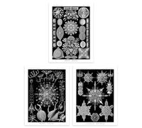 Artery8 Set of 3 Diatom Microalgae Black and White Haeckel Vintage Illustrations Aquatic Marine Fish Study Unframed Wall Art Living Room Poster Prints Pack