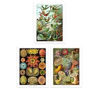 Artery8 Set of 3 Hummingbirds and Sea Anemones Haeckel Colourful Vintage Illustrations Unframed Wall Art Living Room Poster Prints Pack