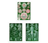 Artery8 Set of 3 Jellyfish Green and Pink Haeckel Vintage Illustrations Detailed Marine Animal Study Unframed Wall Art Living Room Poster Prints Pack