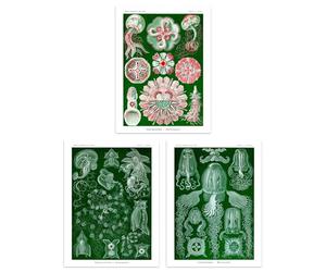 Artery8 Set of 3 Jellyfish Green and Pink Haeckel Vintage Illustrations Detailed Marine Animal Study Unframed Wall Art Living Room Poster Prints Pack