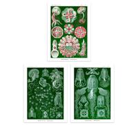 Artery8 Set of 3 Jellyfish Green & Pink Haeckel Vintage Illustrations Detailed Marine Animal Study Unframed Wall Art Living Room Poster Prints Pack Artery8 Green W12" x H16"