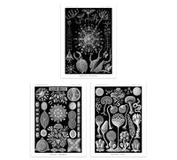Artery8 Set of 3 Phaeodaria Black White Haeckel Vintage Illustrations Marine Plankton Amoeboid Cercozoans Unframed Wall Art Living Room Poster Prints Artery8 Black A4