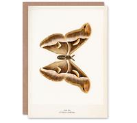 Artery8 Sherman Denton Art Card Ailanthus Silk Moth Vintage Illustration