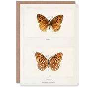 Artery8 Sherman Denton Art Card Aphrodite Fritillary Butterfly