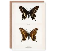 Artery8 Sherman Denton Art Card Black Swallowtail Butterfly