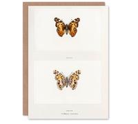 Artery8 Sherman Denton Art Card Brazilian Lady Vintage Butterfly Illustration