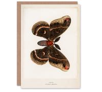 Artery8 Sherman Denton Art Card Cecropia Moth Vintage Illustration