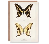 Artery8 Sherman Denton Art Card Giant Swallowtail Butterfly