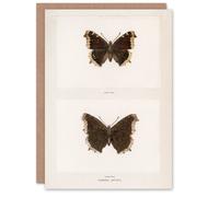 Artery8 Sherman Denton Art Card Mourning Cloak Butterfly