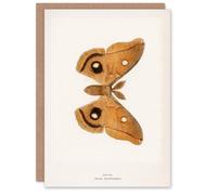 Artery8 Sherman Denton Art Card Polyphemus Moth Vintage Illustration