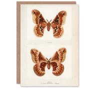Artery8 Sherman Denton Art Card Promethea Silk Moth Female