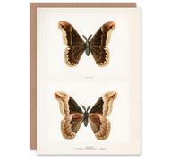 Artery8 Sherman Denton Art Card Promethea Silk Moth Male