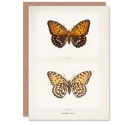Artery8 Sherman Denton Art Card Regal Fritillary Butterfly