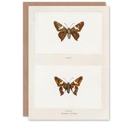 Artery8 Sherman Denton Art Card Silver Spotted Skipper Butterfly