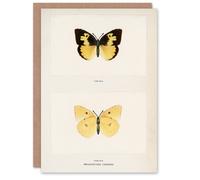 Artery8 Sherman Denton Art Card Southern Dogface Butterfly