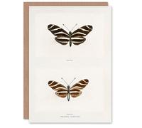 Artery8 Sherman Denton Art Card Zebra Longwing Butterfly