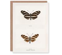Artery8 Sherman Denton Art Card Zebra Longwing Butterfly