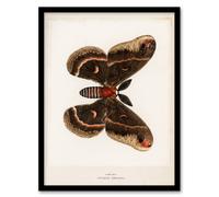 Artery8 Sherman Denton Framed Wall Art Cecropia Moth Vintage Illustration in White | Size: A4 Artery8 White A4