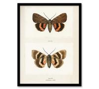 Artery8 Sherman Denton Framed Wall Art Darling Underwing Moth Illustration in White | Size: A3 Artery8 White A3