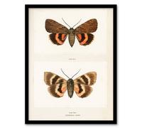 Artery8 Sherman Denton Framed Wall Art Darling Underwing Moth Illustration in White | Size: A4 Artery8 White A4