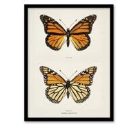 Artery8 Sherman Denton Framed Wall Art Monarch Butterfly Vintage Illustration - A4 Size