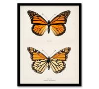 Artery8 Sherman Denton Framed Wall Art Monarch Butterfly Vintage Illustration in White | Size: A4 Artery8 White A4