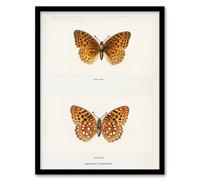 Artery8 Sherman Denton Framed Wall Art Print Aphrodite Fritillary Butterfly in White | Size: A3 Artery8 White A3