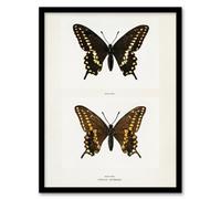 Artery8 Sherman Denton Framed Wall Art Print Black Swallowtail Butterfly - A4 Size