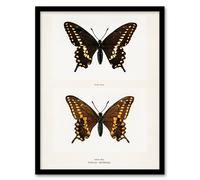 Artery8 Sherman Denton Framed Wall Art Print Black Swallowtail Butterfly in White | Size: A3 Artery8 White A3