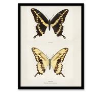Artery8 Sherman Denton Framed Wall Art Print Giant Swallowtail Butterfly - A4 Size