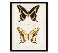 Artery8 Sherman Denton Framed Wall Art Print Giant Swallowtail Butterfly in White | Size: A4 Artery8 White A4