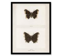 Artery8 Sherman Denton Framed Wall Art Print Mourning Cloak Butterfly - A3 Size