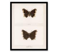 Artery8 Sherman Denton Framed Wall Art Print Mourning Cloak Butterfly in White | Size: A4 Artery8 White A4