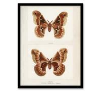 Artery8 Sherman Denton Framed Wall Art Print Promethea Silkmoth Female - A3 Size