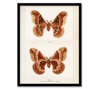 Artery8 Sherman Denton Framed Wall Art Print Promethea Silkmoth Female in White | Size: A3 Artery8 White A3