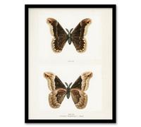 Artery8 Sherman Denton Framed Wall Art Print Promethea Silkmoth Male in White | Size: A3 Artery8 White A3