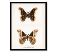 Artery8 Sherman Denton Framed Wall Art Print Promethea Silkmoth Male in White | Size: A3 Artery8 White A3