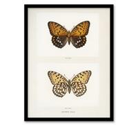 Artery8 Sherman Denton Framed Wall Art Print Regal Fritillary Butterfly in White | Size: A3 Artery8 White A3