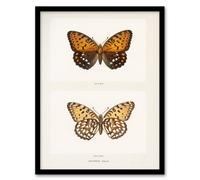 Artery8 Sherman Denton Framed Wall Art Print Regal Fritillary Butterfly in White | Size: A4 Artery8 White A4