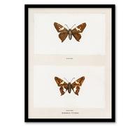 Artery8 Sherman Denton Framed Wall Art Print Silver Spotted Skipper Butterfly in White | Size: A3 Artery8 White A3