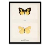 Artery8 Sherman Denton Framed Wall Art Print Southern Dogface Butterfly in White | Size: A4 Artery8 White A4
