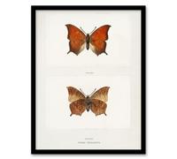 Artery8 Sherman Denton Framed Wall Art Print Tropical Leafwing Butterfly in White | Size: A3 Artery8 White A3