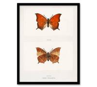 Artery8 Sherman Denton Framed Wall Art Print Tropical Leafwing Butterfly in White | Size: A3 Artery8 White A3