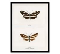Artery8 Sherman Denton Framed Wall Art Print Zebra Longwing Butterfly in White | Size: A3 Artery8 White A3