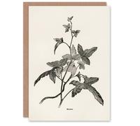 Artery8 Shirley Hibberd Art Card Vintage Botanical Minima Ivy in White Artery8 White