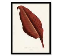 Artery8 Shirley Hibberd Framed Wall Art Print Canna Vintage Botany Red Leaf - A4 Size