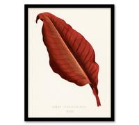 Artery8 Shirley Hibberd Framed Wall Art Print Canna Vintage Botany Red Leaf in White | Size: A4 Artery8 White A4