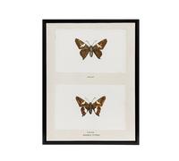 Artery8 Silver Spotted Skipper Butterfly Denton Framed Canvas Wall Art Print in White | Size: W24" x H32" Artery8 White W24" x H32"